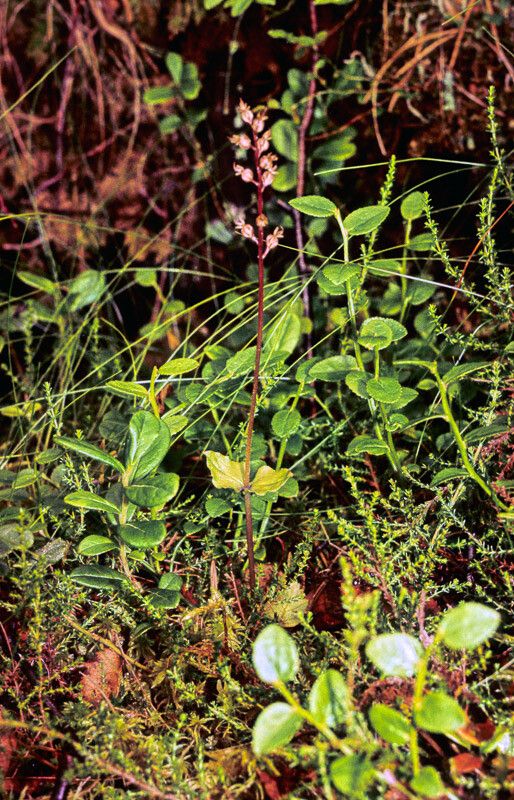 Neottia cordata leaf