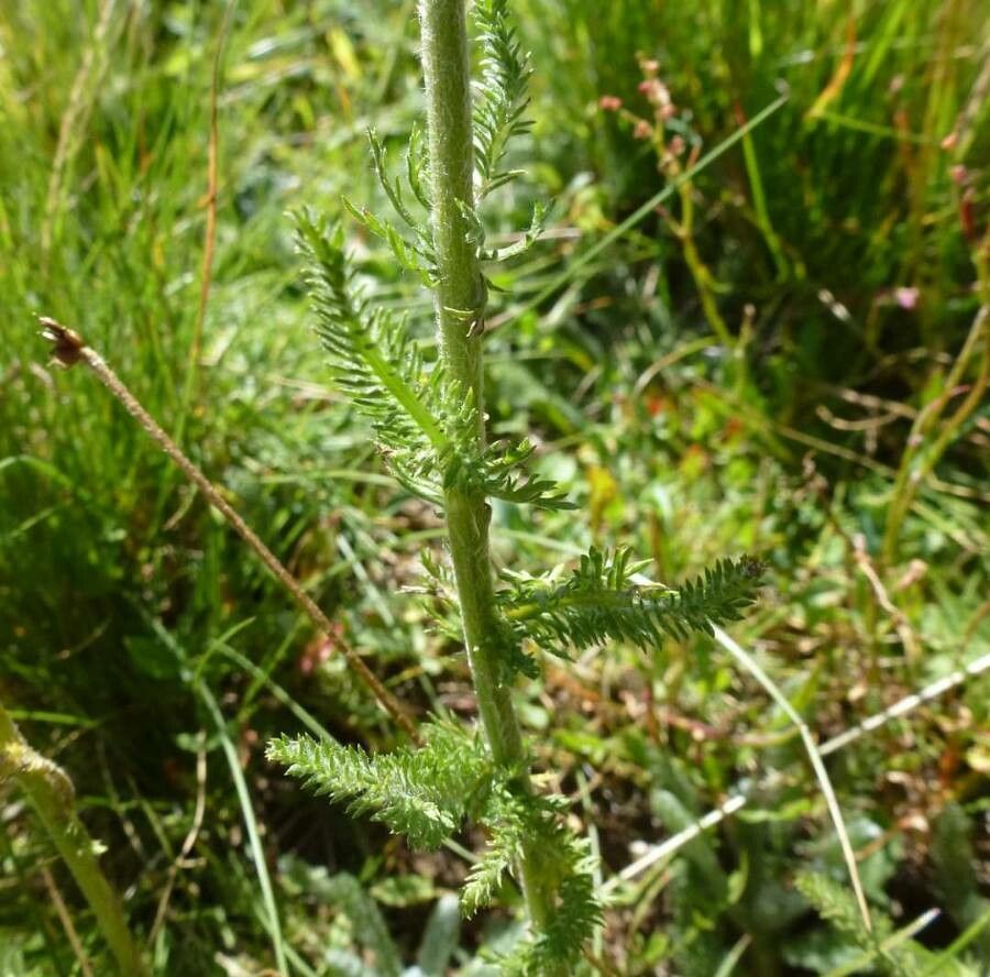 Achillea chrysocoma leaf