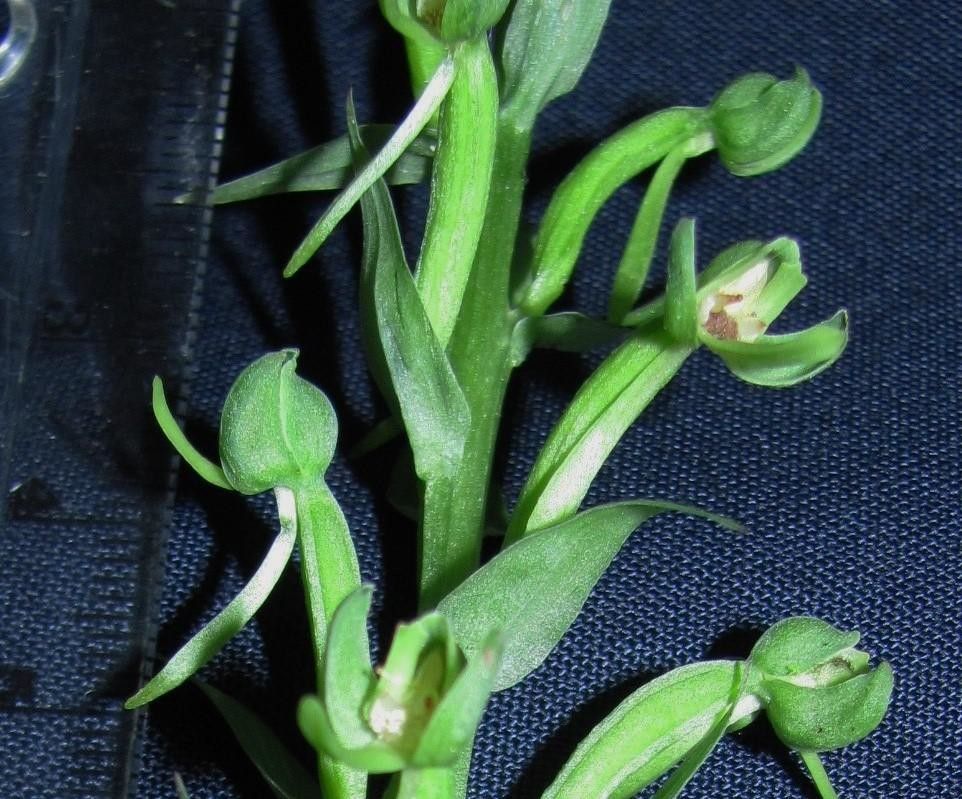 Habenaria alata fruit