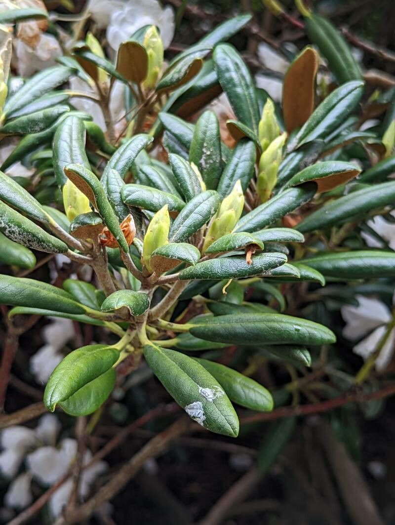 Rhododendron campanulatum leaf