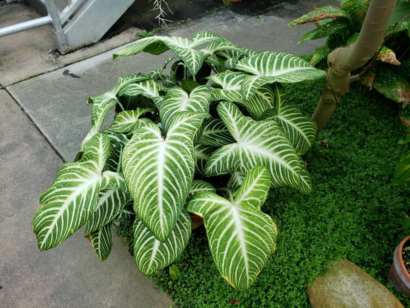 Xanthosoma lindenii habit