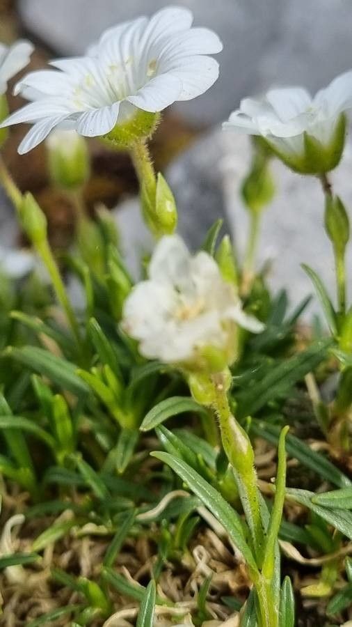 Cerastium julicum flower