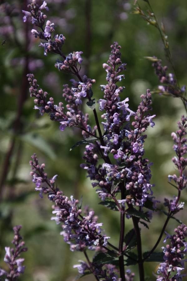 Nepeta nuda flower