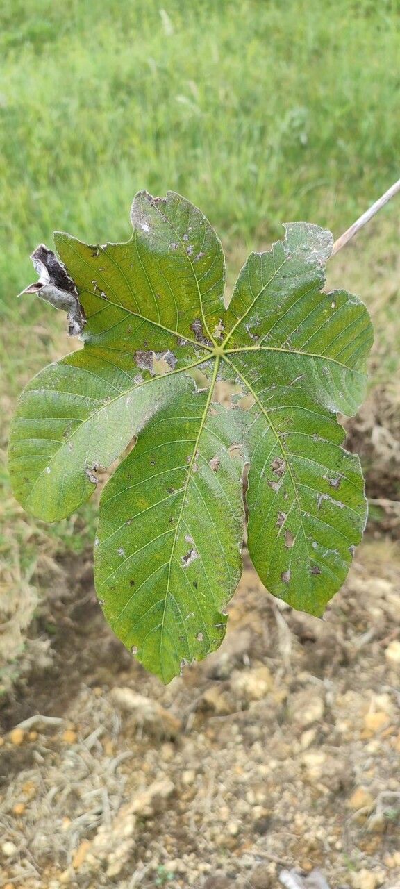Cecropia telenitida leaf