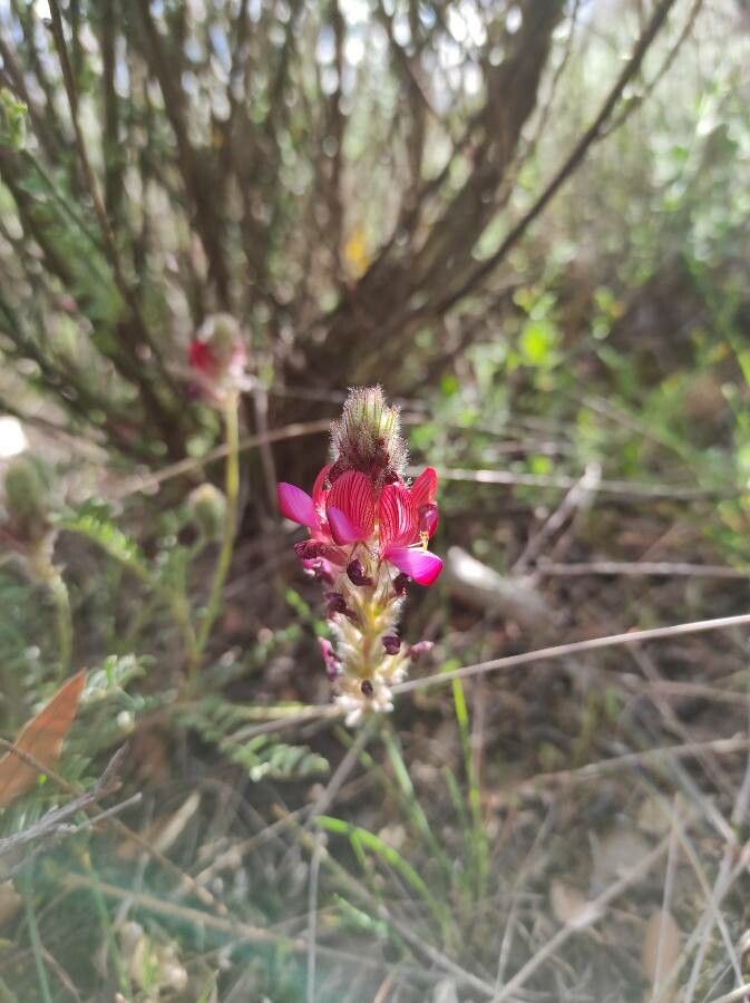Onobrychis argentea flower
