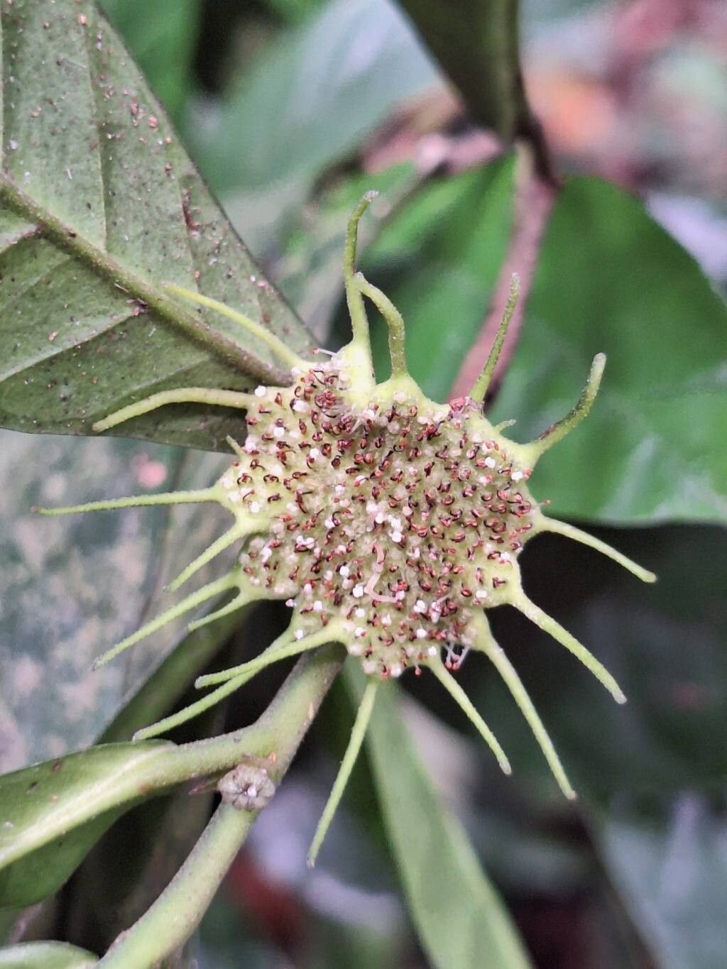 Dorstenia mannii flower