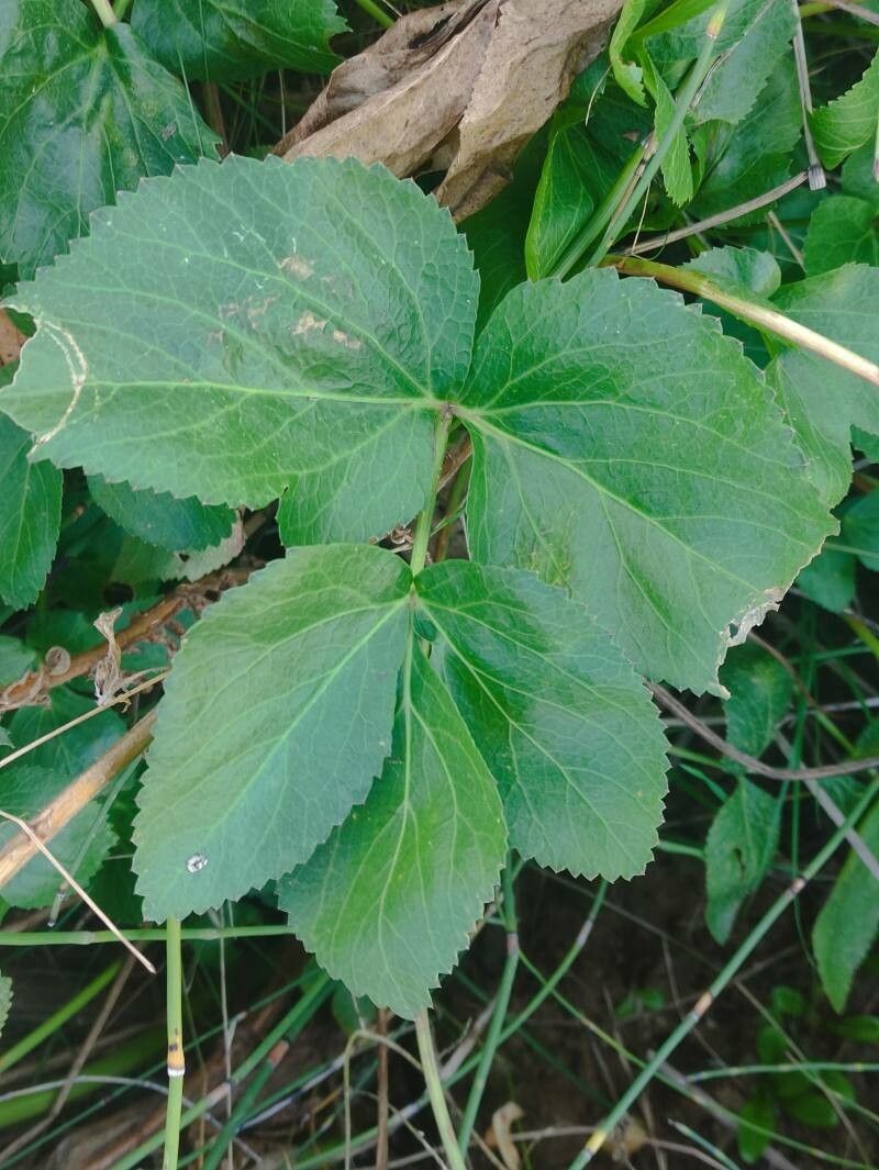 Imperatoria hispanica — related species from the same genus