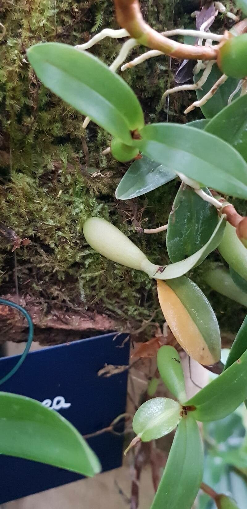 Prosthechea pygmaea bark