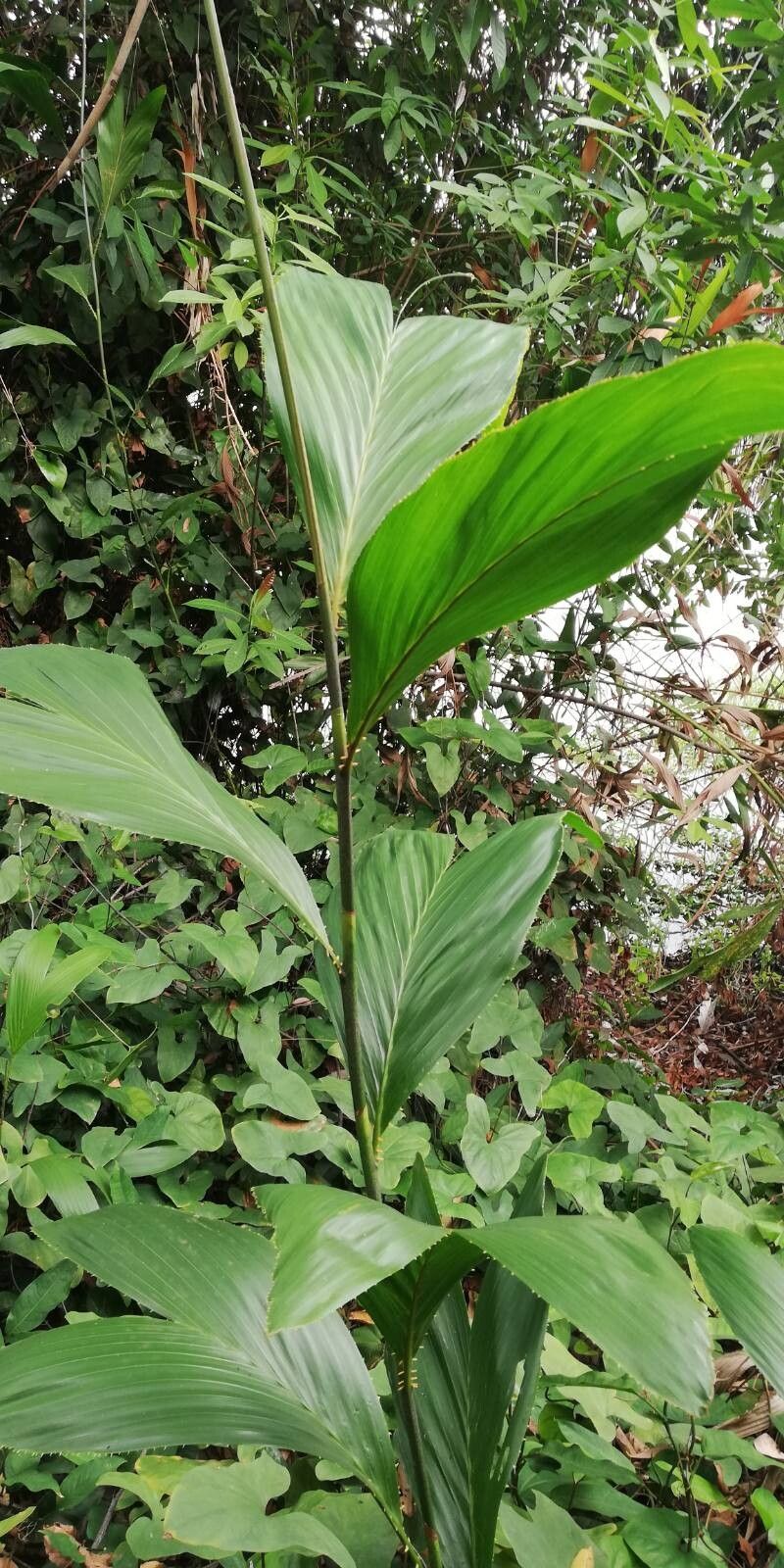 Oncocalamus macrospathus — houseplant care guide