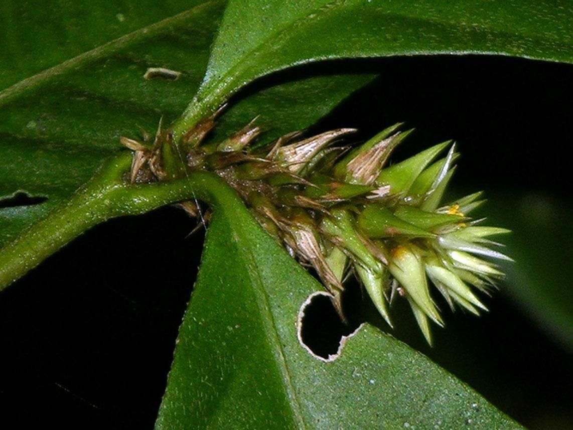 Alternanthera costaricensis other