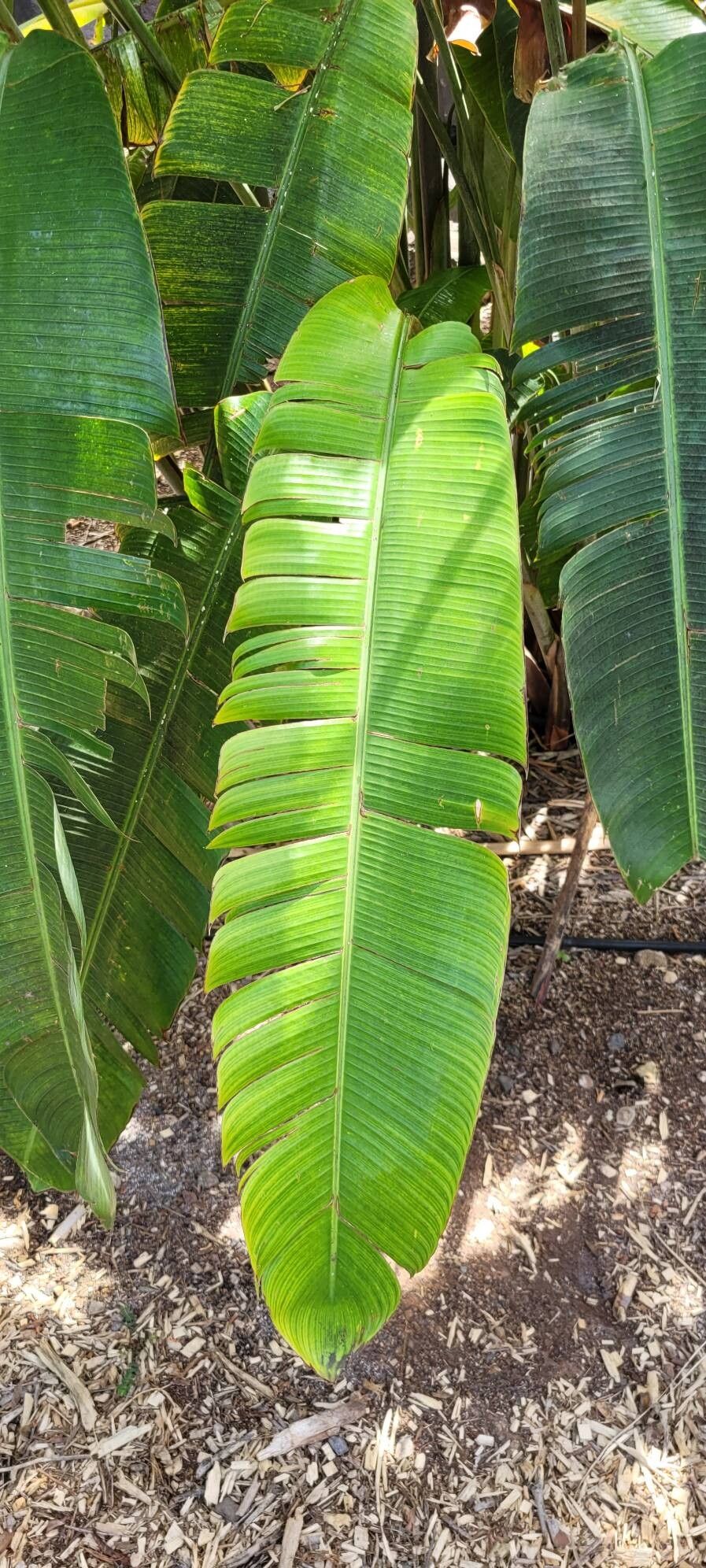 Syagrus vermicularis leaf