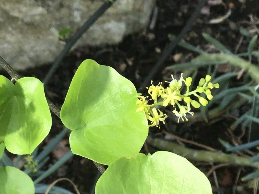 Dioscorea elephantipes flower