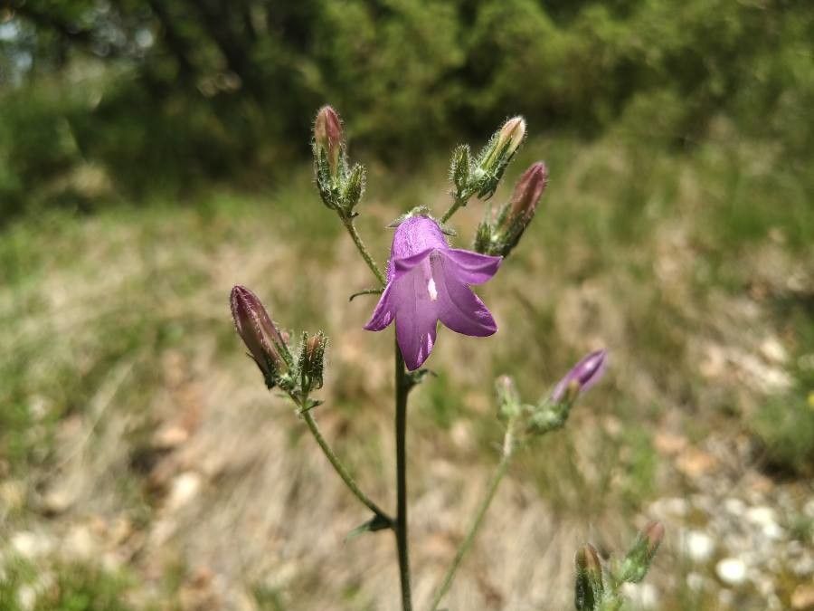 Campanula sibirica flower