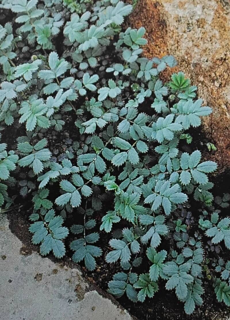 Acaena caesiiglauca habit