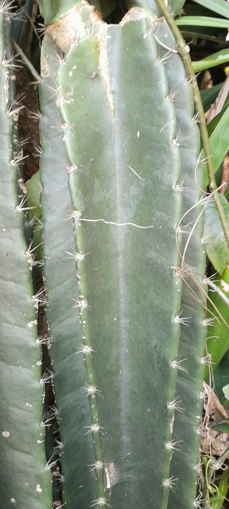 Cereus hexagonus