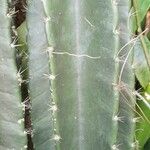 Cereus hexagonus