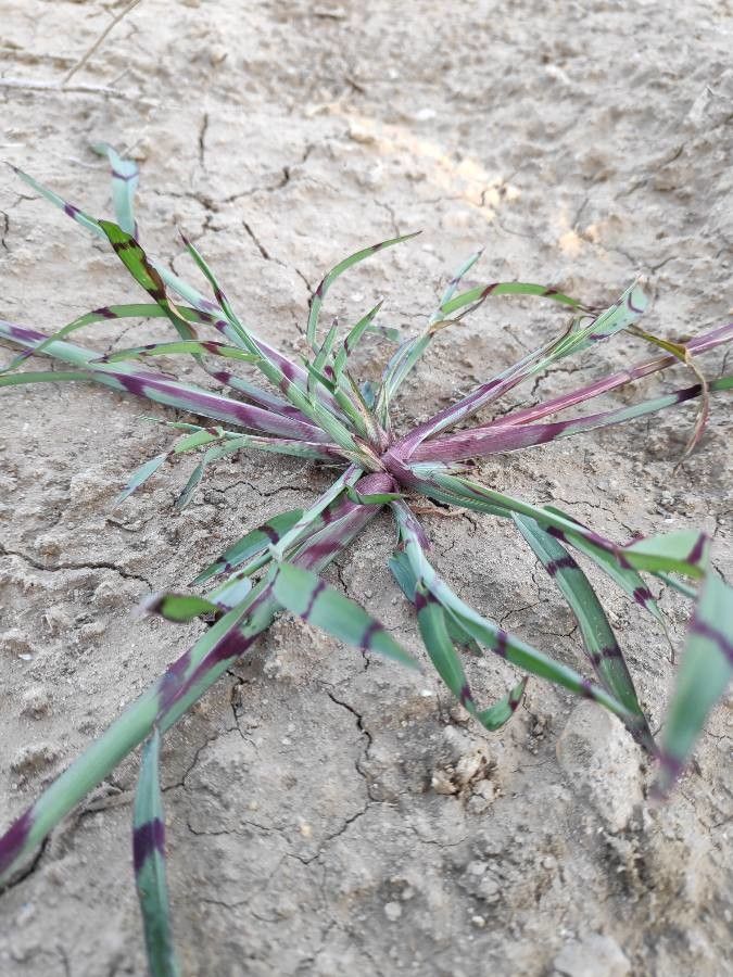 Digitaria ischaemum leaf