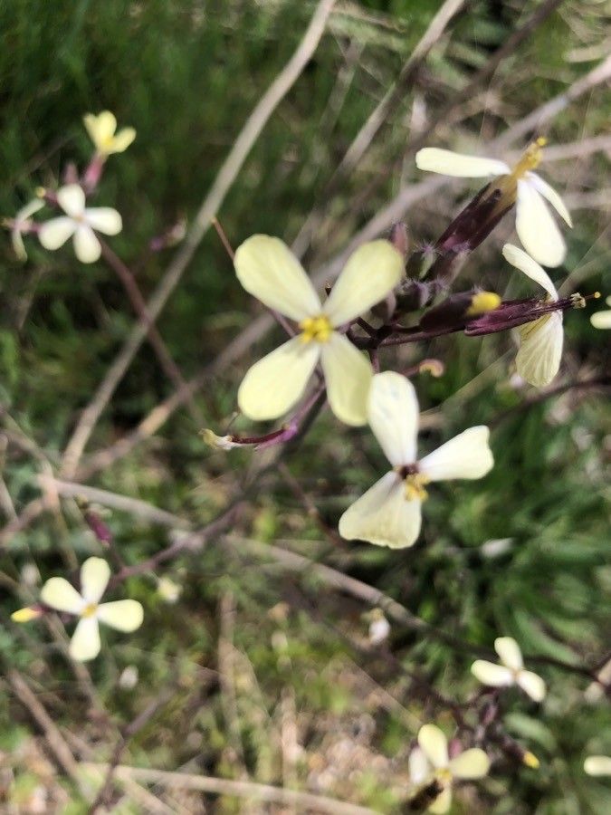Brassica barrelieri flower