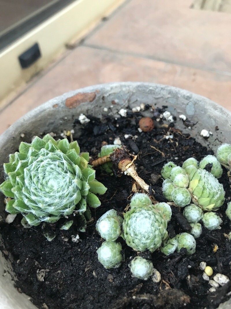 Rosularia pilosa — related species from the same genus