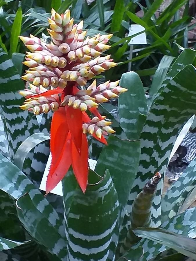 Aechmea pubescens flower