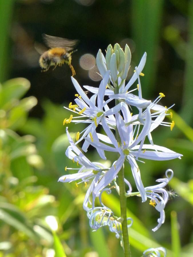 Camassia leichtlinii flower