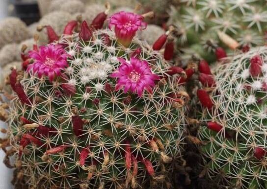 Mammillaria wiesingeri fruit