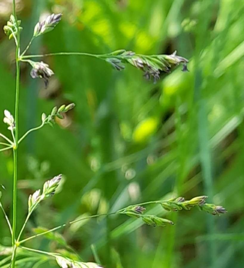Poa bonariensis — search result for 'Poa'