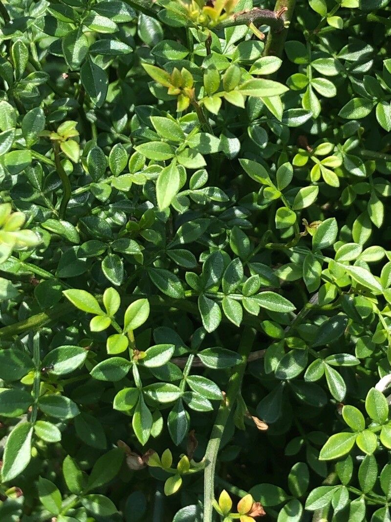 Chrysojasminum parkeri leaf