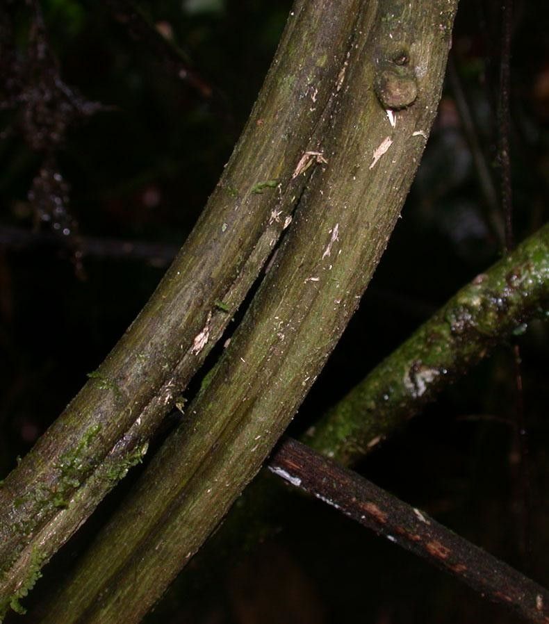 Heliotropium angustiflorum bark