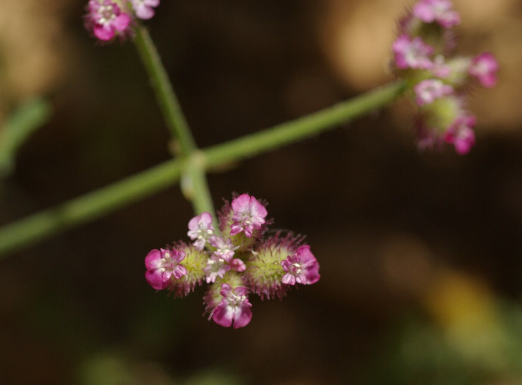 Turgenia latifolia flower