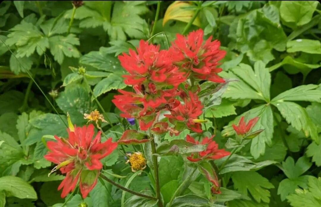 Castilleja coccinea flower
