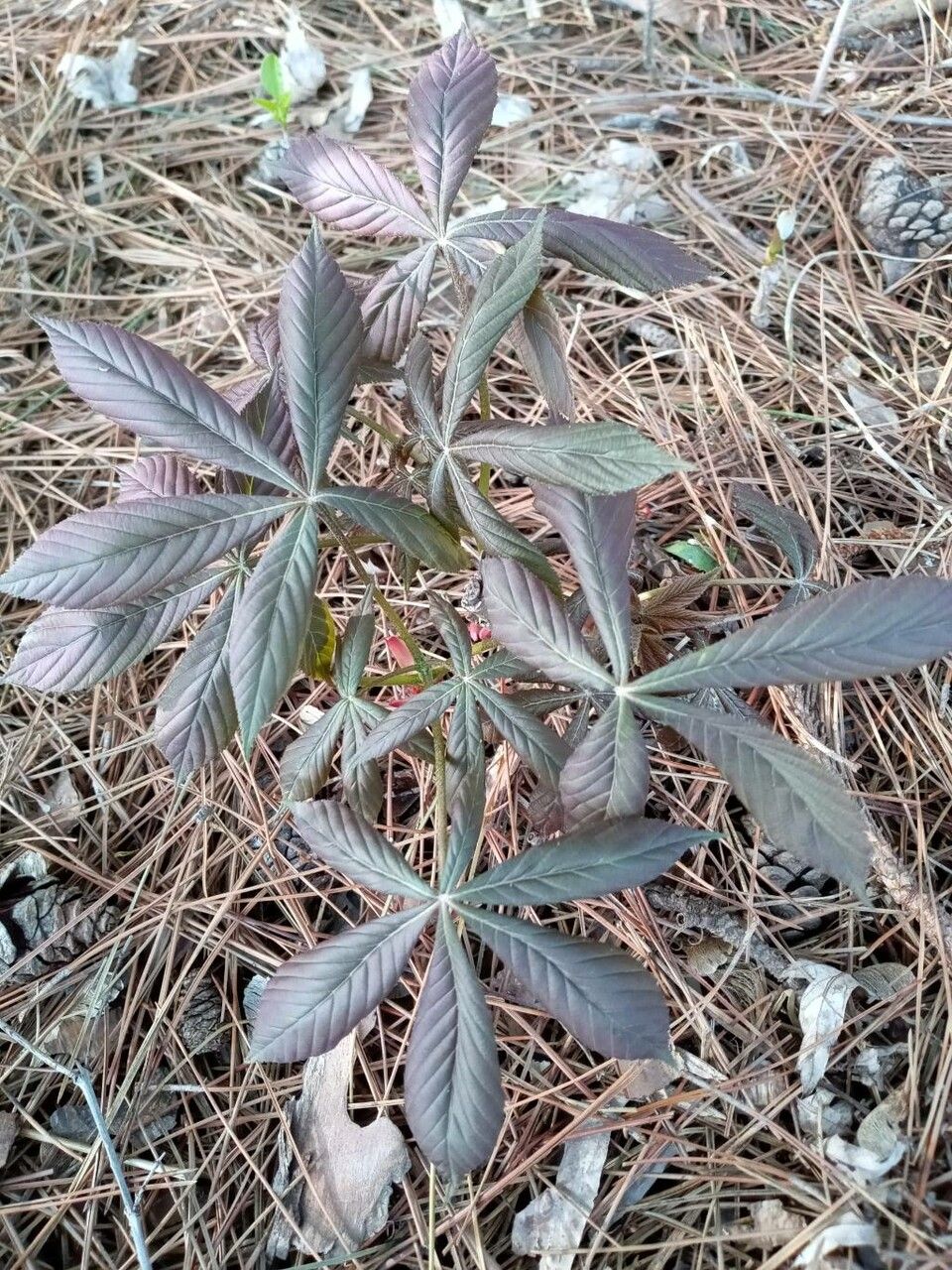 Parthenocissus heptaphylla habit