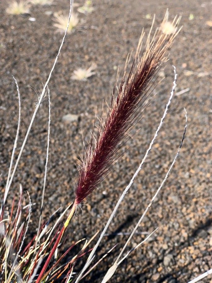 Pennisetum caffrum flower