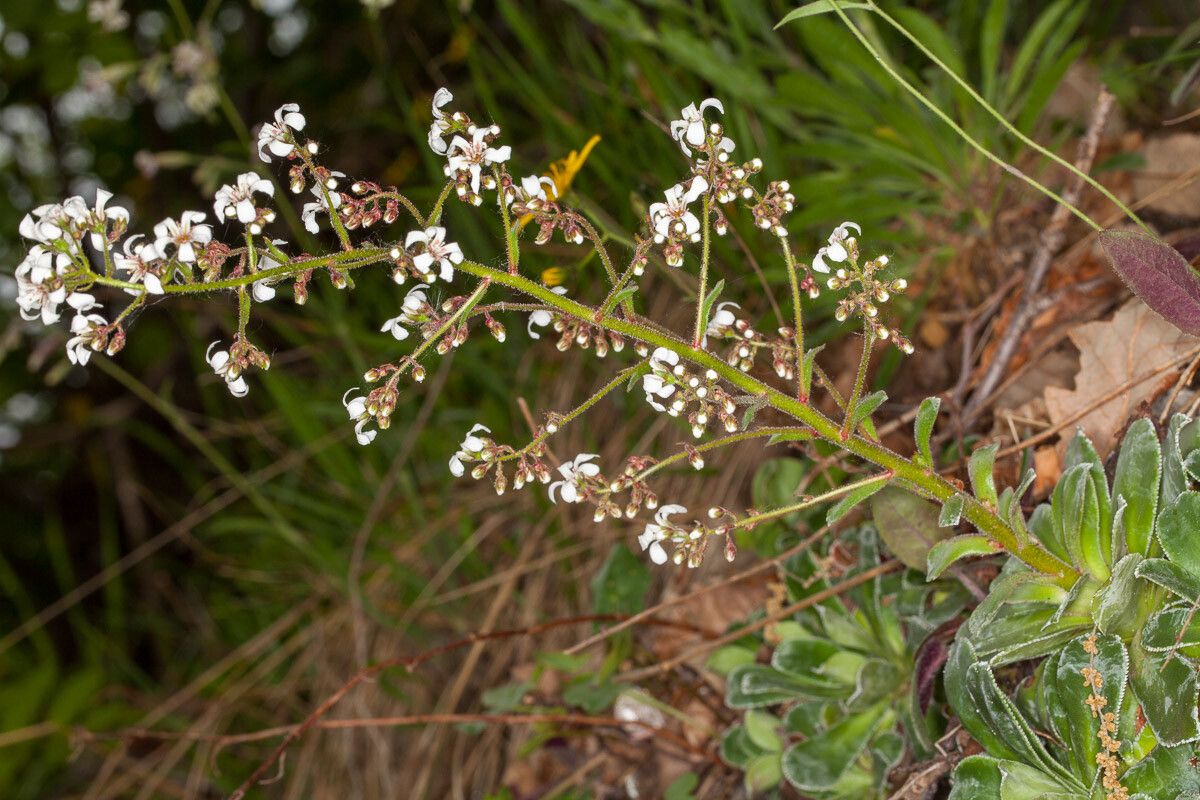 Saxifraga cotyledon habit