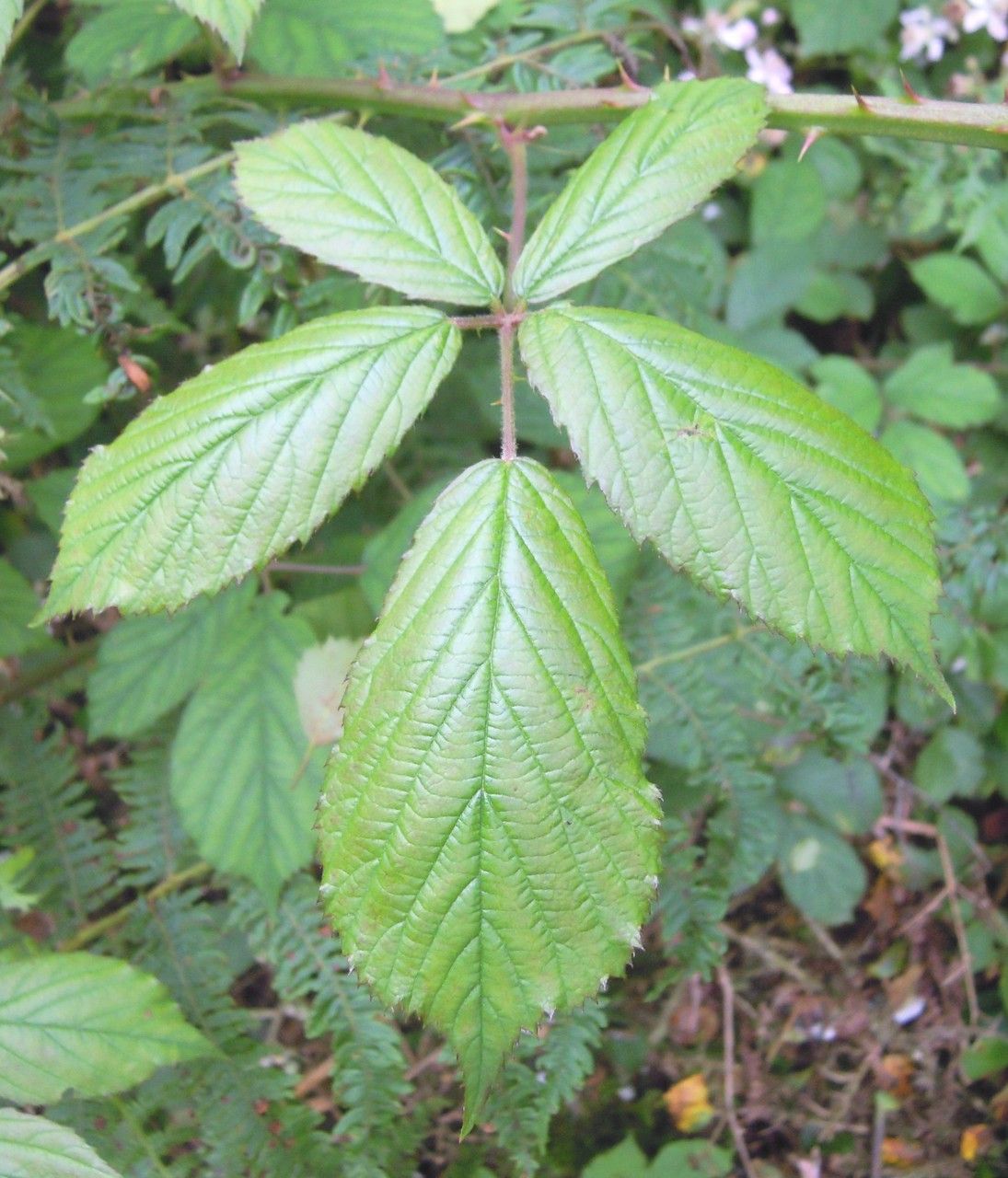 Rubus albionis leaf