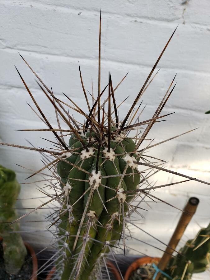 Stetsonia coryne — unique fruits houseplant