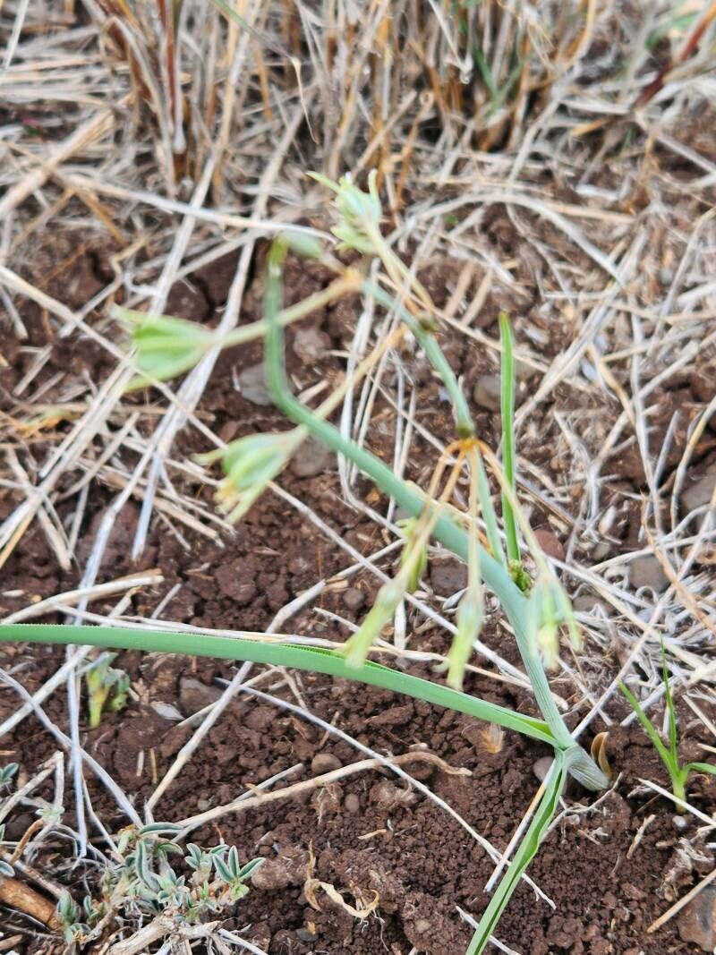 Chlorophytum pendulum flower