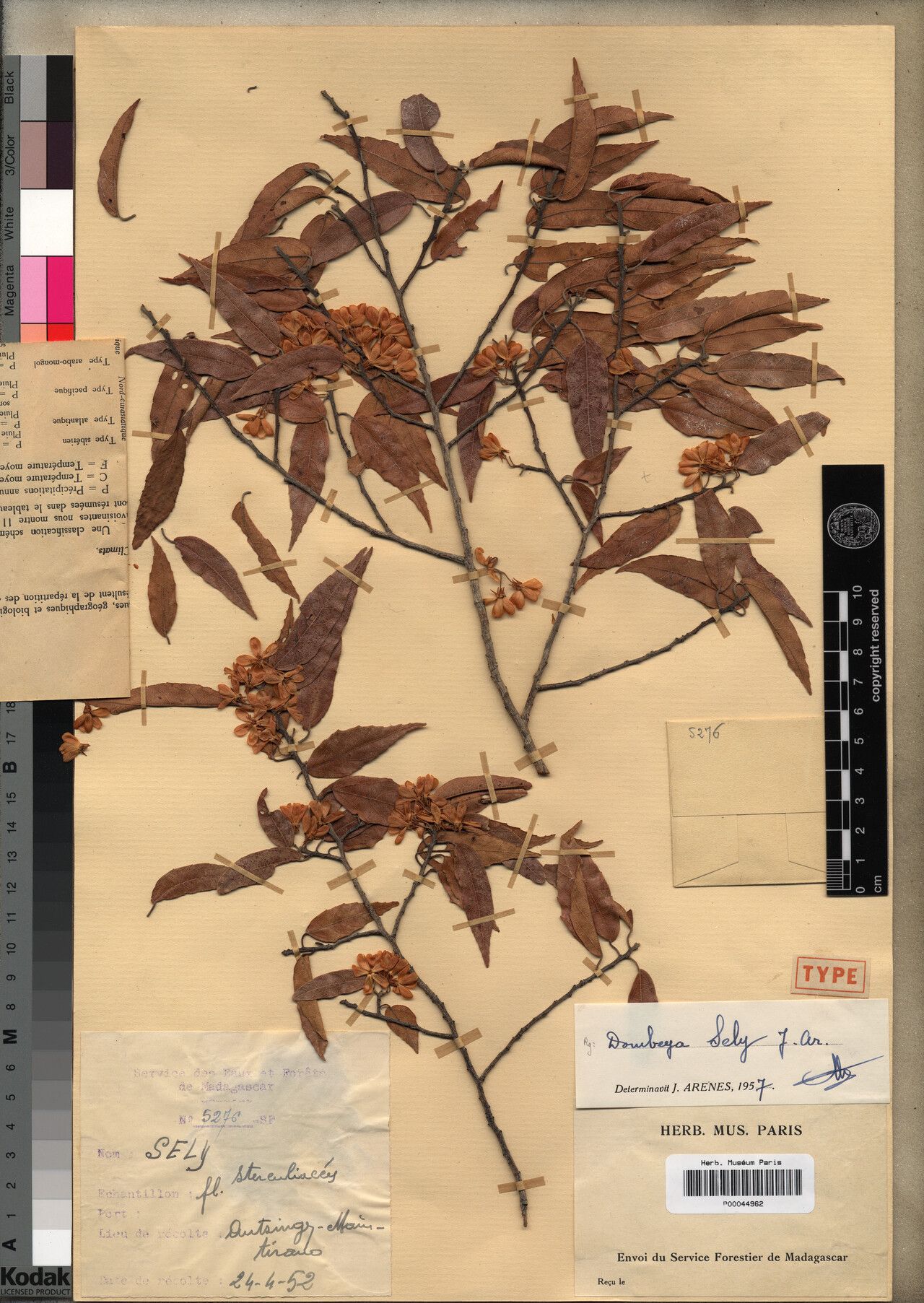 Dombeya sely — houseplant care guide