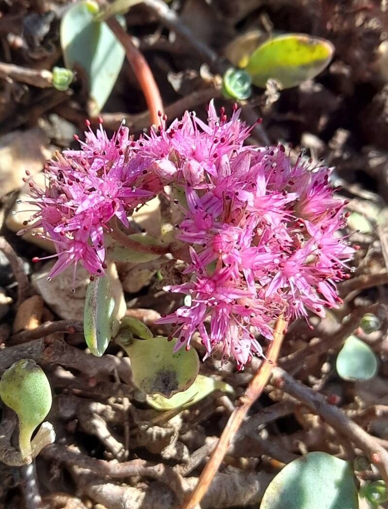 Hylotelephium ewersii flower