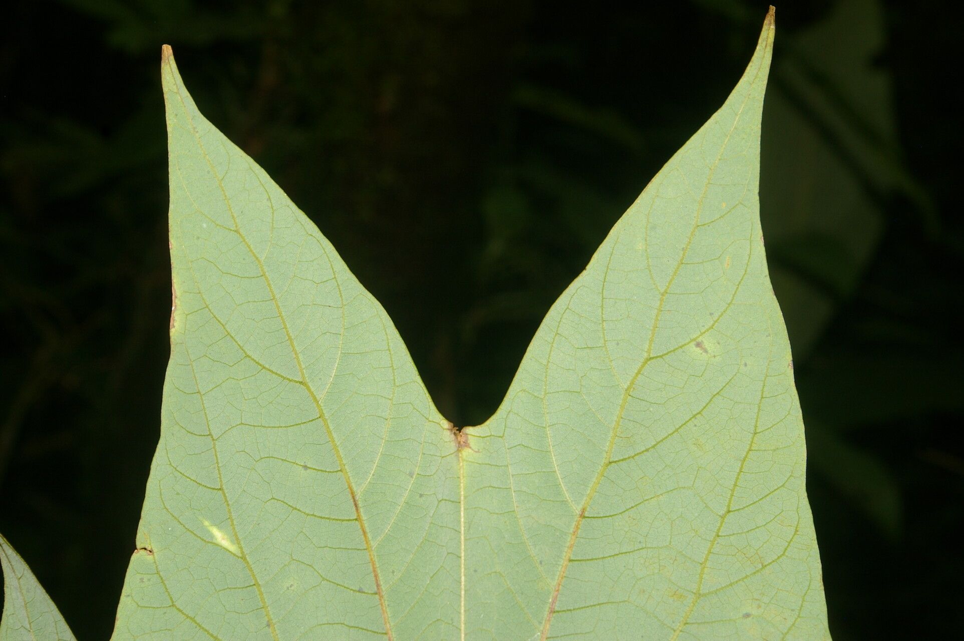 Bauhinia cookii — houseplant care guide