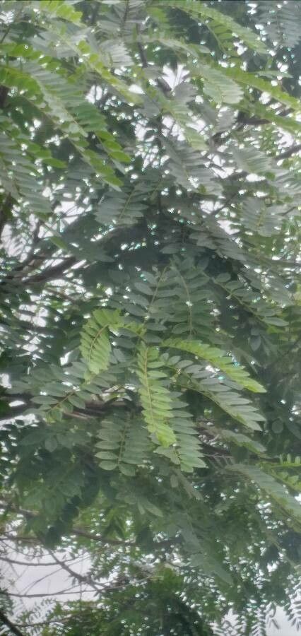 Peltophorum dubium leaf