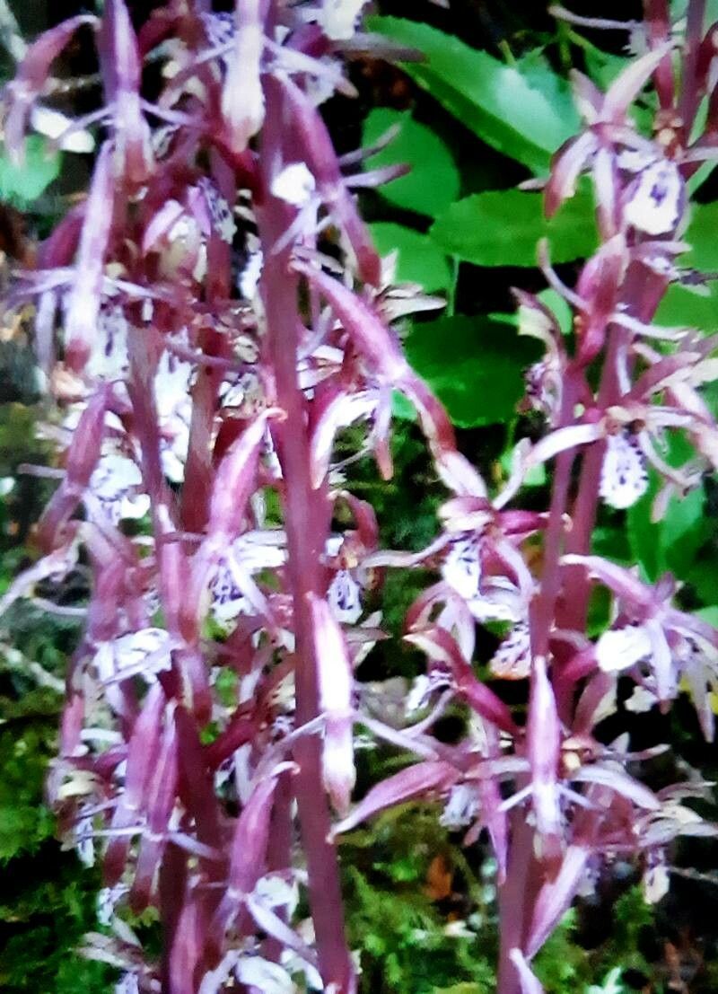 Corallorhiza mertensiana flower