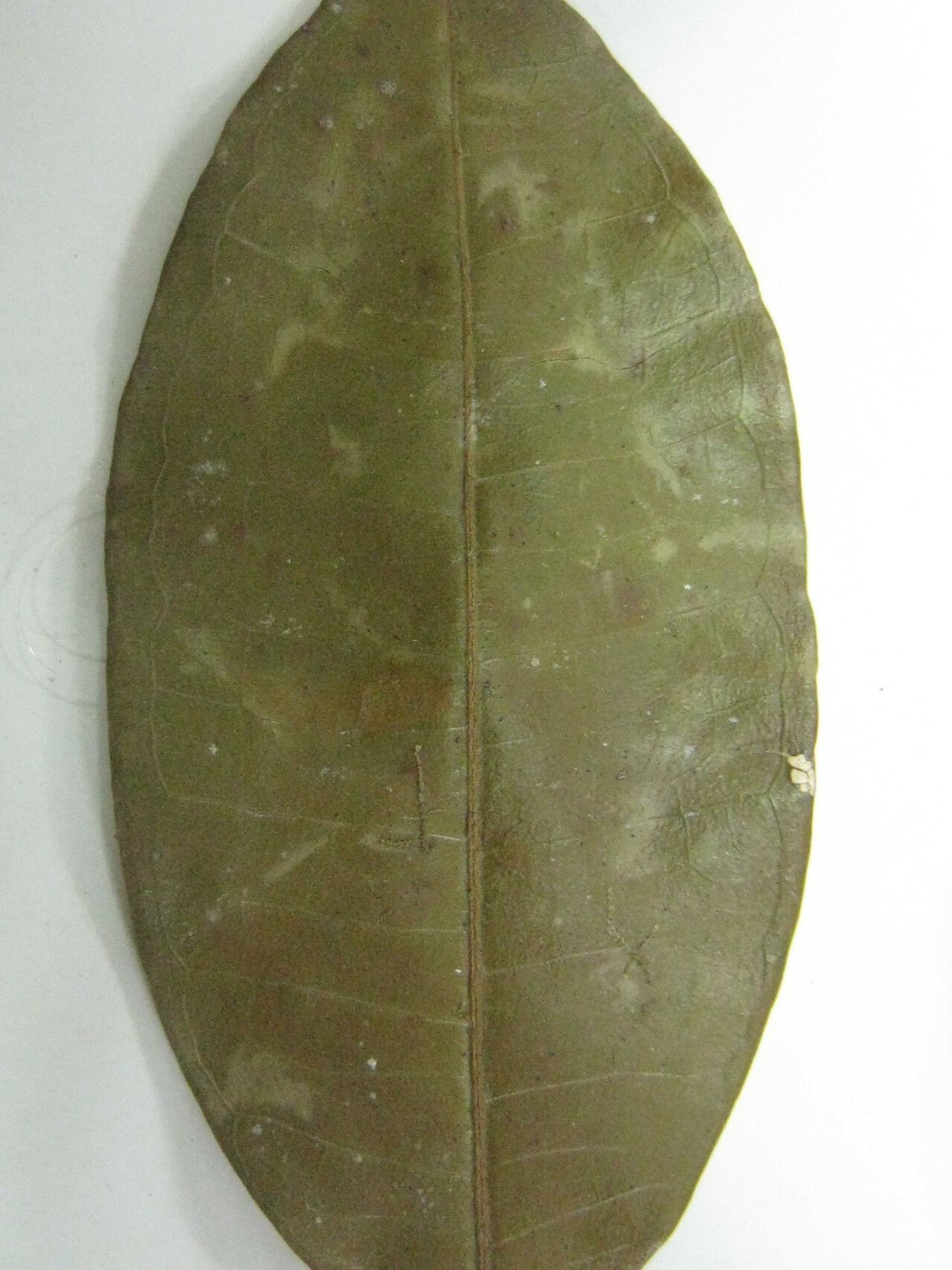 Eugenia ferreiraeana — houseplant care guide