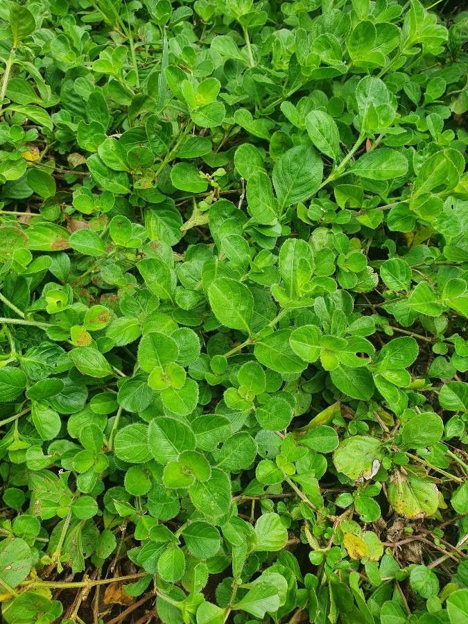 Justicia unyorensis leaf