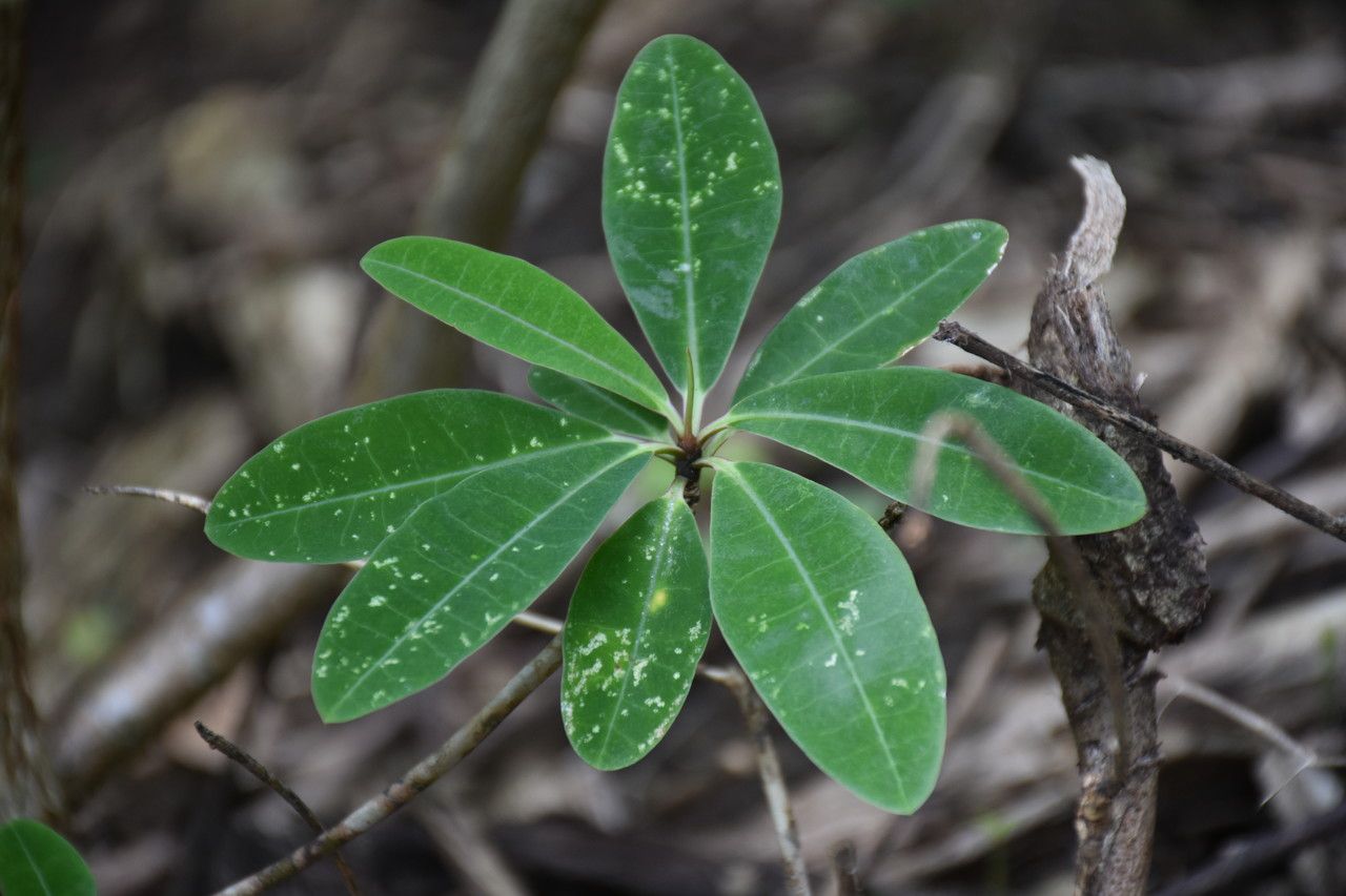 Euphorbia pyrifolia leaf