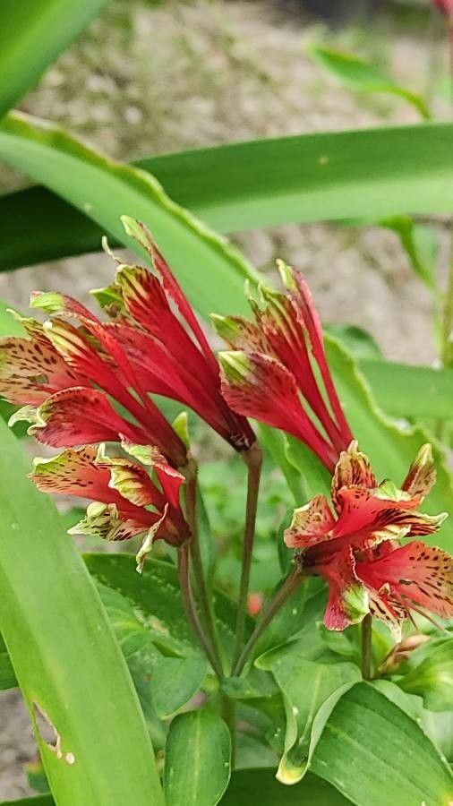 Alstroemeria brasiliensis flower