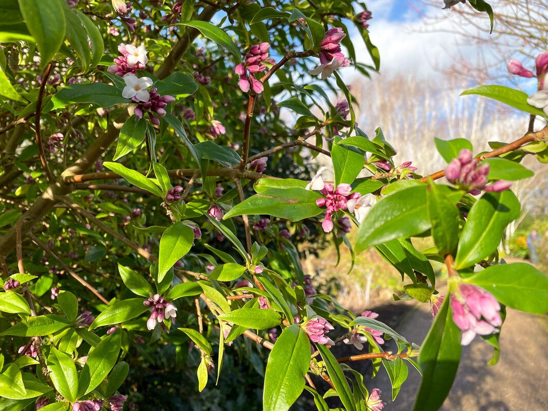 Daphne bholua — search result for 'Nepal'