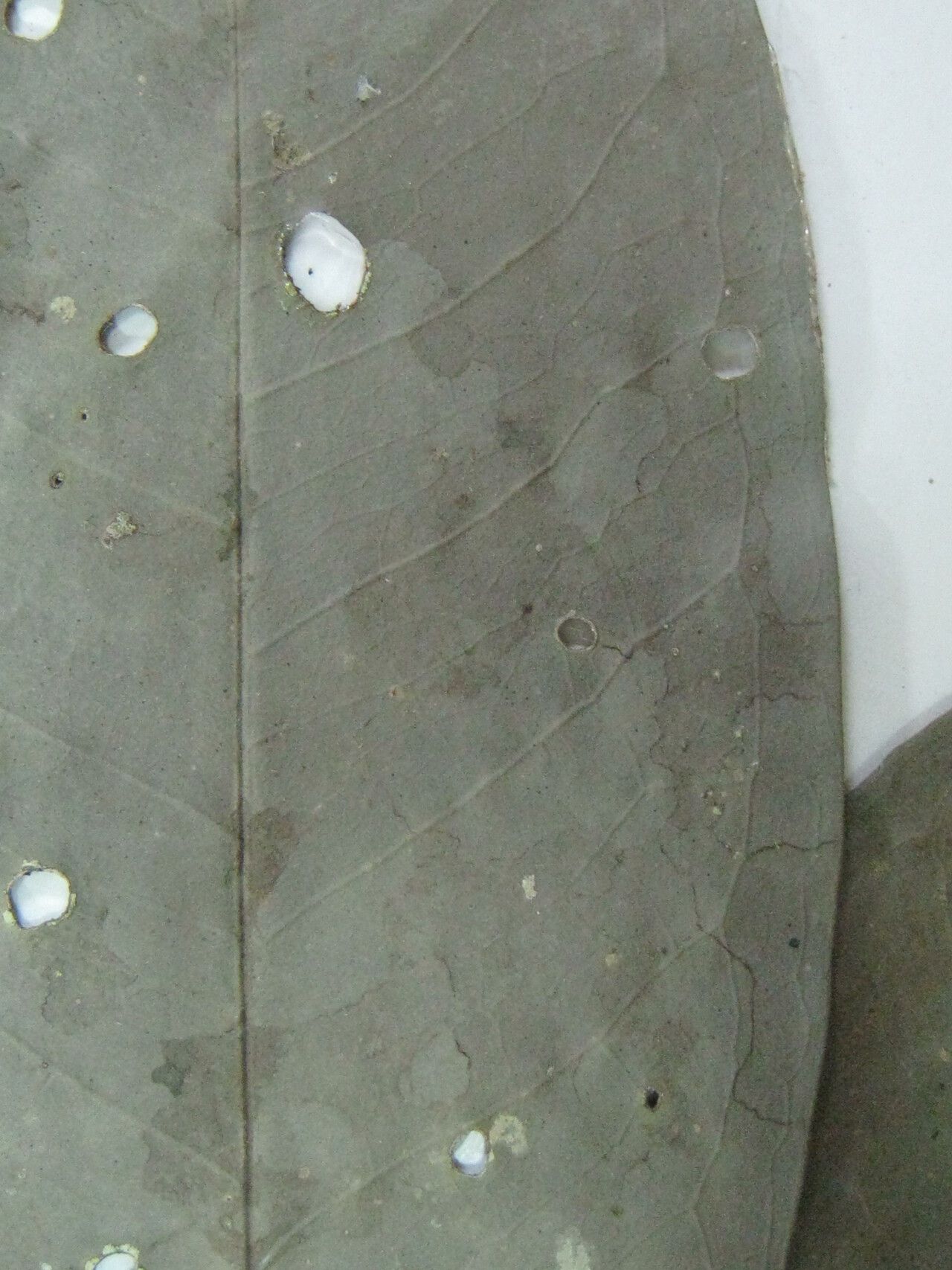 Eugenia cucullata — houseplant care guide