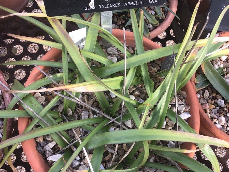 Barnardia numidica leaf