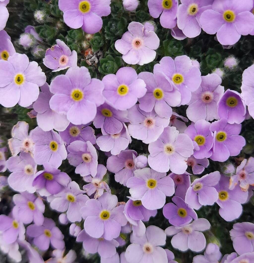 Androsace globifera flower